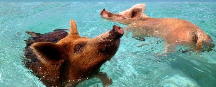 Happy-Pigs-Swimming