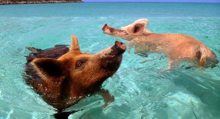 Happy-Pigs-Swimming